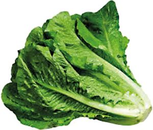 the-effects-of-lettuce-to-treat-insomnia-1